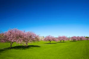 Pink flowers tree on a beautiful green lawn with blue sky in springtime
