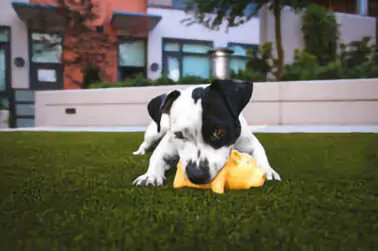 A dog in front of a house over the green lawn