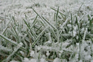 Snow over the grass