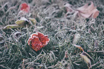 snow over the grass