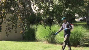 fertilization in a lawn by a man