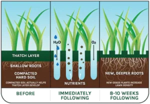 An infographic about grass life