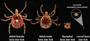 An infographic about ticks