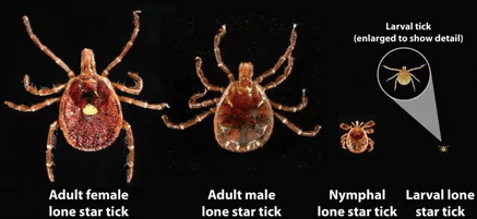 An infographic about ticks