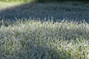 close view of green grass