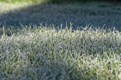 close view of green grass