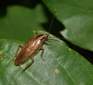 pest over the leaves