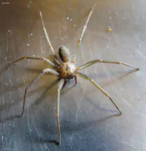 spider on the wall