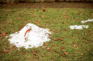 brown leaves over the lawn