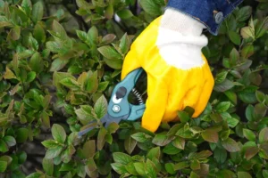 Cutting shrubs with a hand