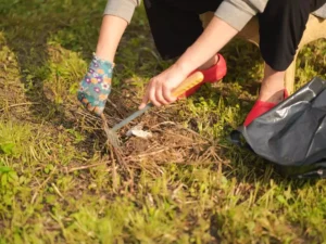 A man controlling weeds