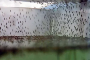 lots of mosquitoes