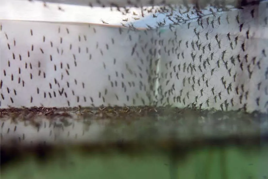 lots of mosquitoes