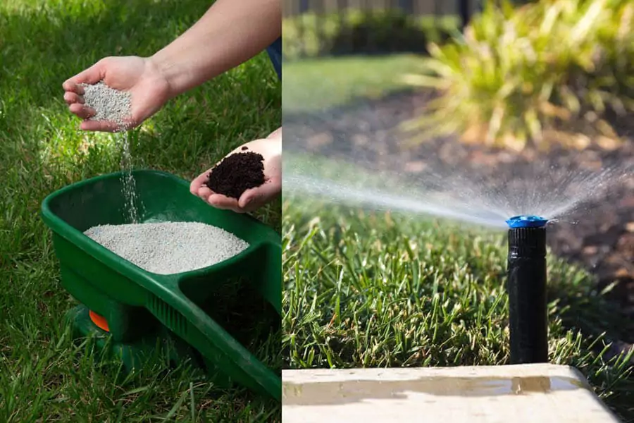 fertilization and watering