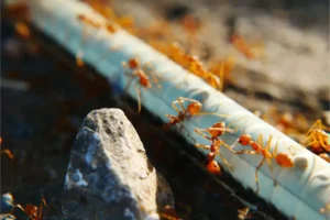 fire ants infestation on lawn garden