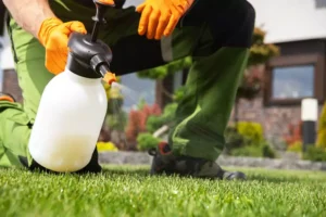 Man doing weed control on green lawn