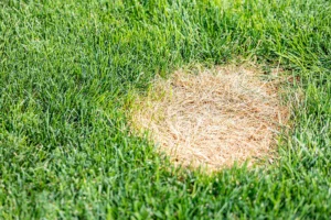 disease control lawn diseases how to treat