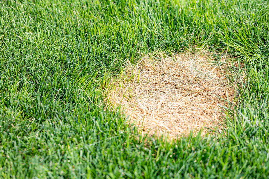 disease control lawn diseases how to treat