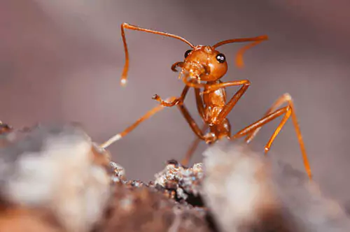 A fire ant