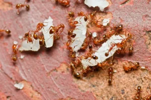 Fire ant infestation
