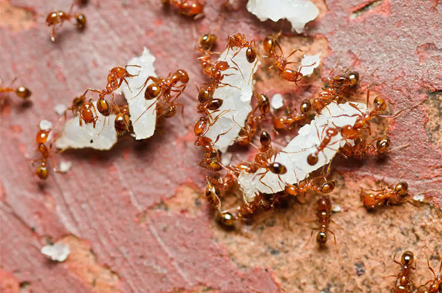 Fire ant infestation