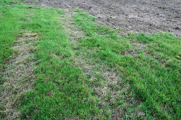 A lawn affected by the disease