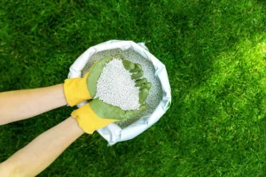 lawn with granular fertilizer for perfect green grass