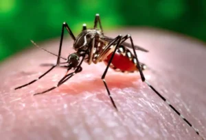 A mosquito over the skin