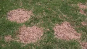 a lawn affected by spring dead spots