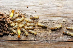termite infestation on wood at home - termite control
