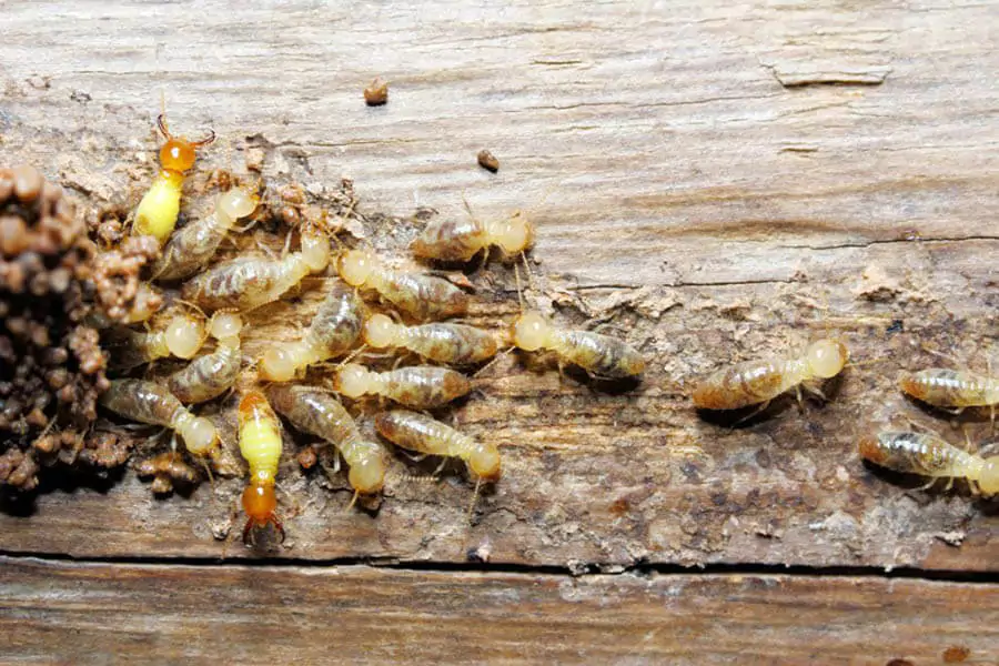termite infestation on wood at home - termite control