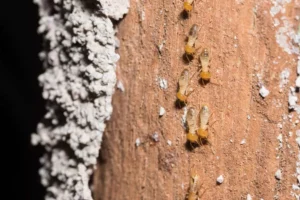 Termites walking on logs at home