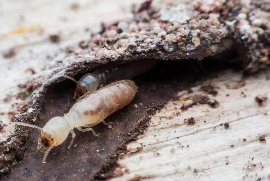 two termites