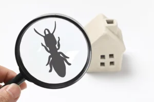 Magnifier Glass and DIY Pest Control