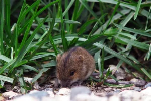 Rodent Control Solutions