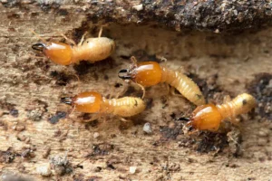 Four pests on the soil, need pest control services