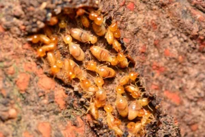 Lots of pests - DIY Pest Control