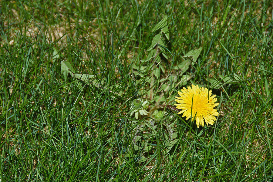 Dandelion In Grass