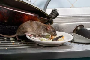 Rats Sniffing On A Plate
