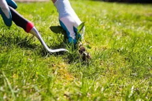 ALF team doing weed control in a lawn