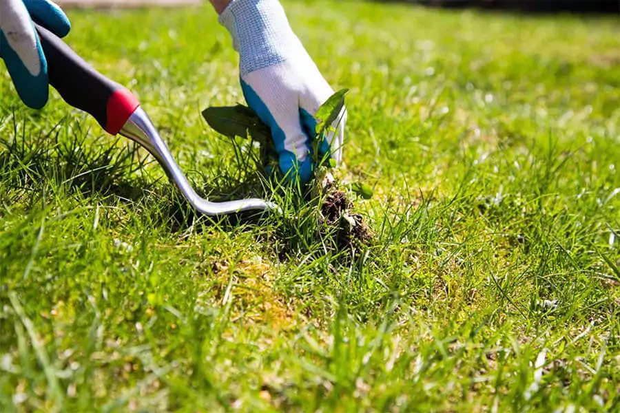 ALF team doing weed control in a lawn