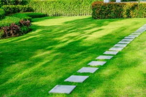 A beautiful green lawn