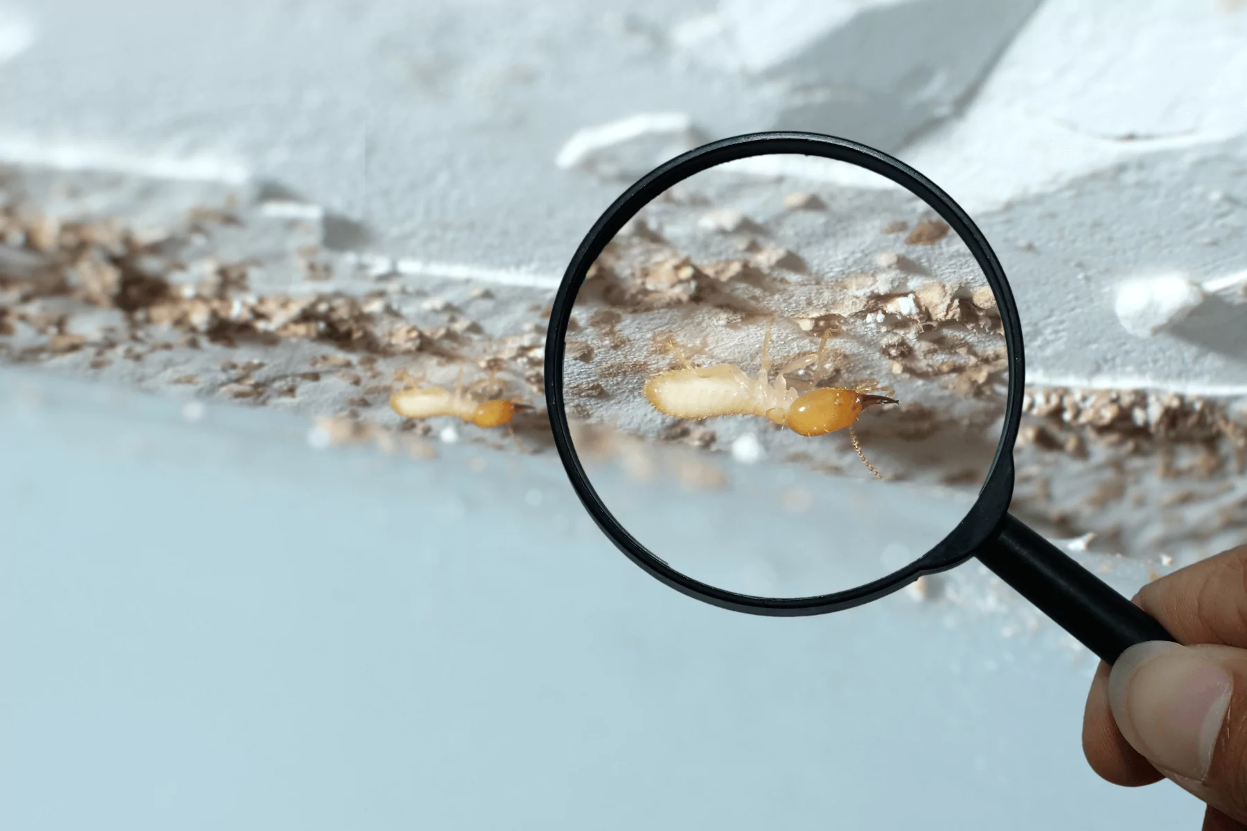 Termites with magnifying glass