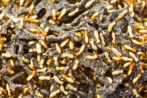 https://alfga.com/cost-of-termite-treatment-in-cumming-ga-what-to-expect/