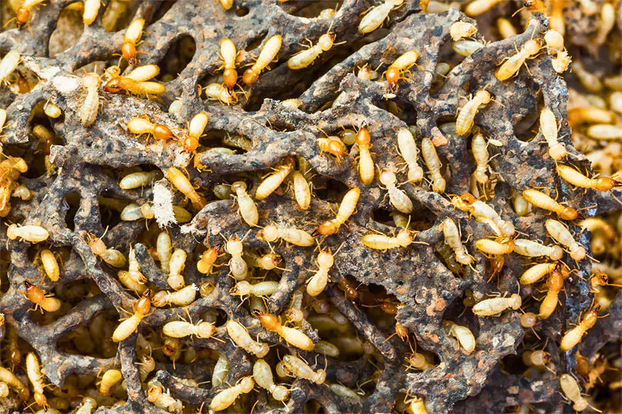 https://alfga.com/cost-of-termite-treatment-in-cumming-ga-what-to-expect/