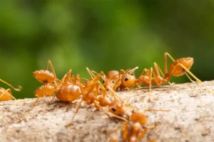 Achieve a Fire Ant-Free Lawn in Canton, GA with Professional Lawn Care Services