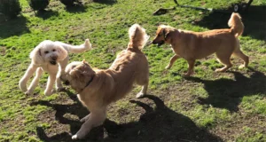 The Importance of Regular Flea and Tick Pest Control Service for Alpharetta, GA Residents