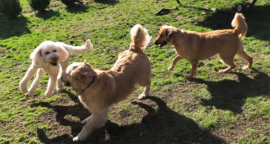 The Importance of Regular Flea and Tick Pest Control Service for Alpharetta, GA Residents
