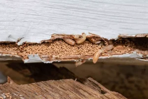 Why Termite Control & Inspections Matter in Cumming, GA