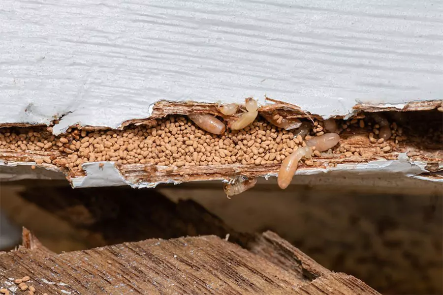 Why Termite Control & Inspections Matter in Cumming, GA